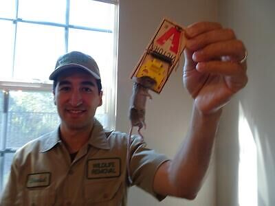 New Orleans rodent trapping